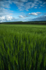 Green field of wheat, under a blue sky with thunderclouds. spectacular landscape
