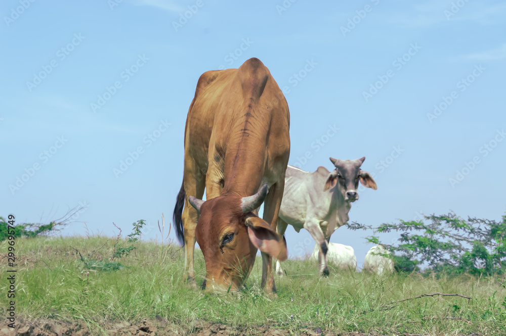 Wall mural indian cow eating grass,indian cow ,cow eating grass,africa cow,top view of cow,brazilian cow