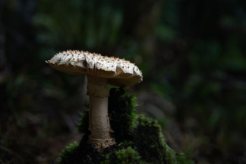 Wild mushroom on the Cape Brett track, Russell, Bay of Island