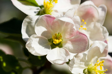 Obraz na płótnie Canvas white flowers of apple tree