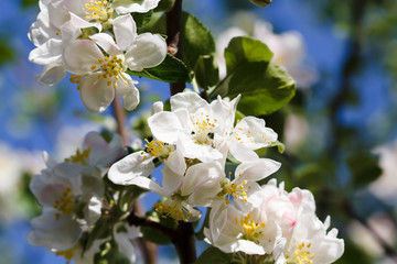 blooming apple tree in spring