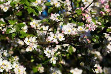 blooming apple tree in spring