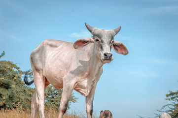 cow and green  grass or sky ,indian cow ,cow eating grass,Africa cow,top view of cow,Brazilian cow 