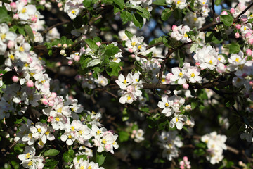 Apple Tree in Bloom