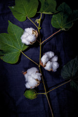 cotton plant on black