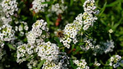  Bee on a flower in a city park. Floral background with insects for the designer