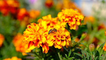  Bee on a flower in a city park. Floral background with insects for the designer