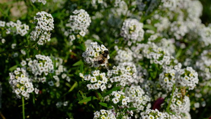  Bee on a flower in a city park. Floral background with insects for the designer