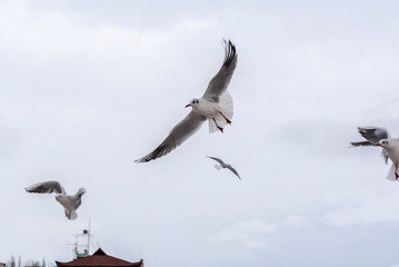 Obraz premium Sea, ducks, seagulls, swans.