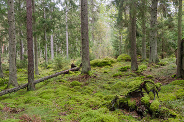 Moss covered forest floor in an untouched forest