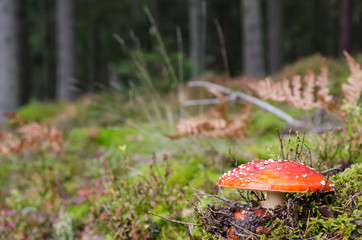 Growing Toadstool mushroom closeup