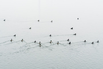 A Flock of Coots and Ducks Swiftly Advancing on the Lake