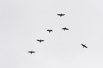A Flock of Birds Flying in Perfect Order on the Grey Autumn Sky