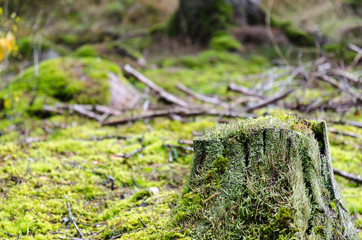 Old weathered moss grown tree stump