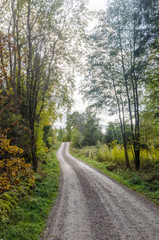 Fototapeta na wymiar Gravel road in a deciduous forest by fall season