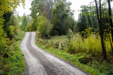 Fototapeta na wymiar Winding gravel road in a deciduous forest by fall season