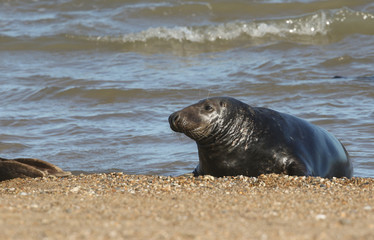 A magnificent Grey Seal, Halichoerus grypus, relaxing on the beach during breeding season.