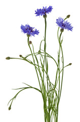 Fototapeta na wymiar Blue cornflowers flowers Isolated on a white background.