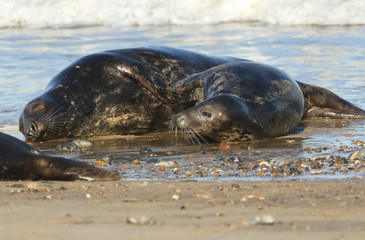 Two amusing Grey Seals, Halichoerus grypus, play fighting on the shoreline during breeding season.