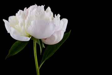 Peonies flowers isolated on black background close up