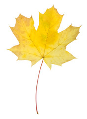 Autumn maple leaves isolated on white background.