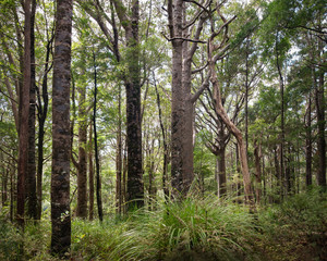 Young kauri trees on the Cape Brett track, Russell, Bay of Island