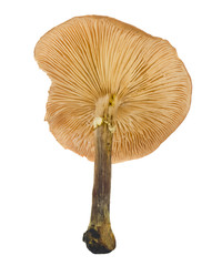 Inedible mushroom isolated on a white background.