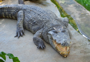 a huge crocodile