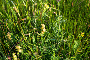 Wild Flowers in Beskid Mountains. Summer.