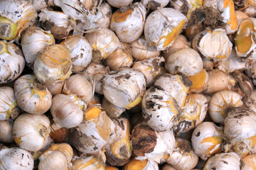 Plant bulbs, Amsterdam, Netherlands.