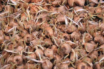 Plant bulbs, Amsterdam, Netherlands.