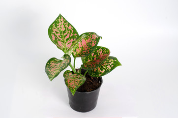 green plant in pot isolated on white