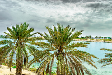 palm trees on the beach