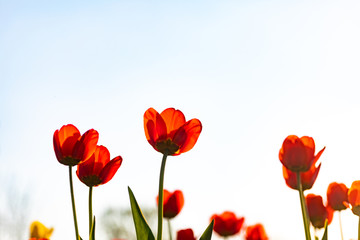 Red tulips on a white background. Background with flowers