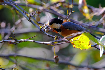 varied tit on branch