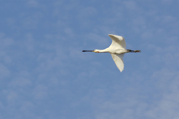 Eurasian Spoonbill