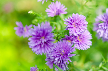 Purple chrysanthemum flower