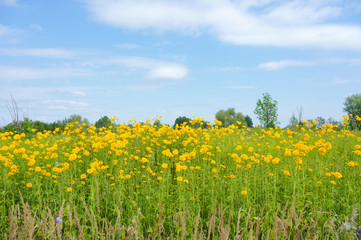 Yellow tall flowers in the meadow. Rudbeckia laciniata in the field.