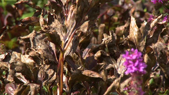 Steady, medium close up shot of purple perennial wild flowers amount wilting brown leaves.