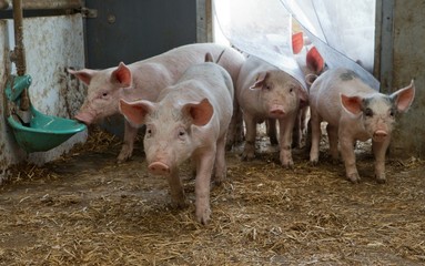 Pigs at stable