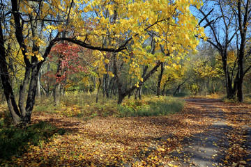 Fototapeta na wymiar Autumn leaf fall in the Park of culture and recreation.