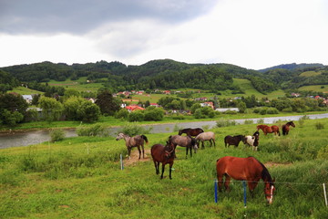 Spring. Grazing Horse. Piwniczna-Zdroj, Poland.