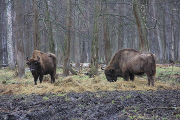 Plakat bison in yellowstone