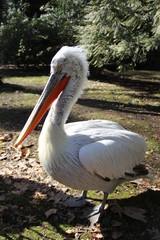 portrait of a pelican