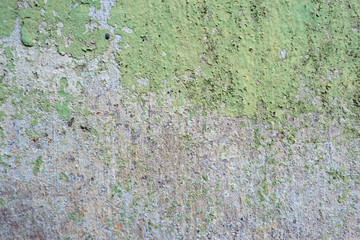 Grunge Cement Wall Texture. Moss background, Green moss on grunge texture.Walled walls are mossy and rusty.old wall texture with moss and water streaks close-up.Vintage texture of old building.