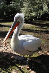 portrait of a pelican