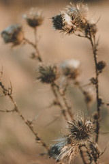 Background with dried flowers at sunset.