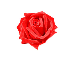 Red rose flowers fresh colorful petal patterns head for design isolated on white background top view , clipping path
