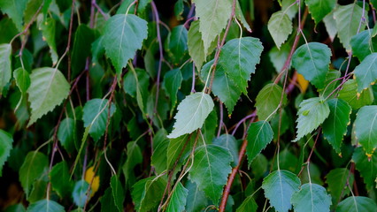 Green leaves of trees in a city park. Background image for design.