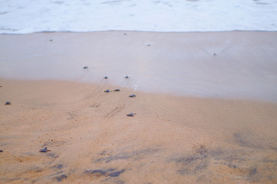 Group Of Baby Green Sea Turtle Swim Into The Ocean - Image